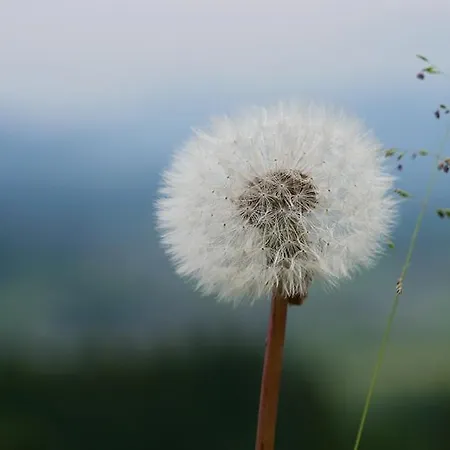 Rosa Apartamento Mauterndorf (Salzburg)