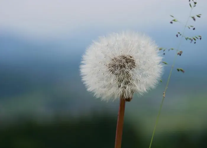 Rosa 아파트 마우어테른도르프